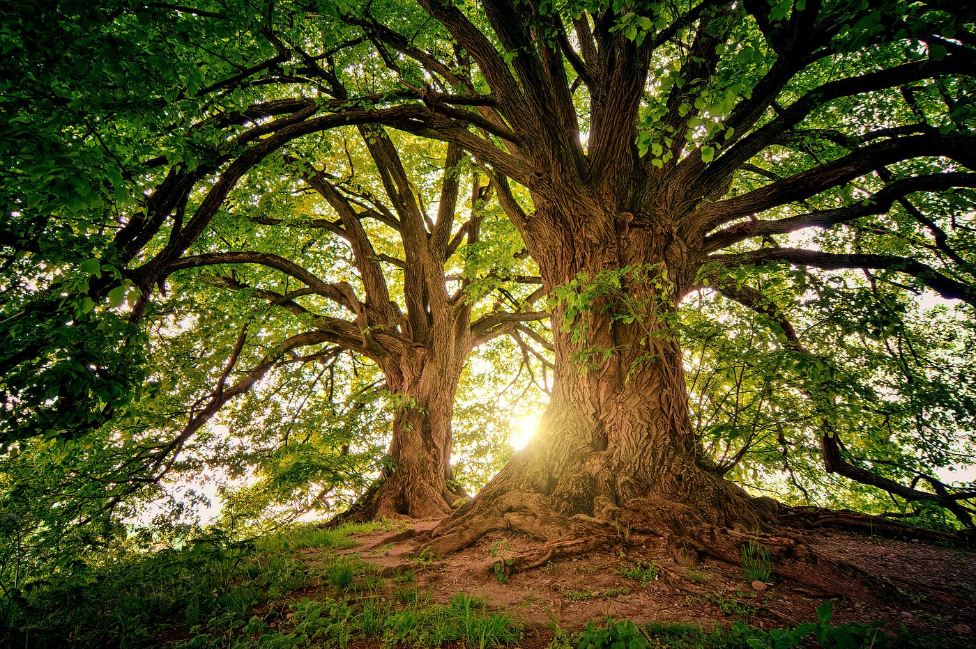 Immergrüne Kugelbäume – Ästhetik und Funktionalität in einem Baum