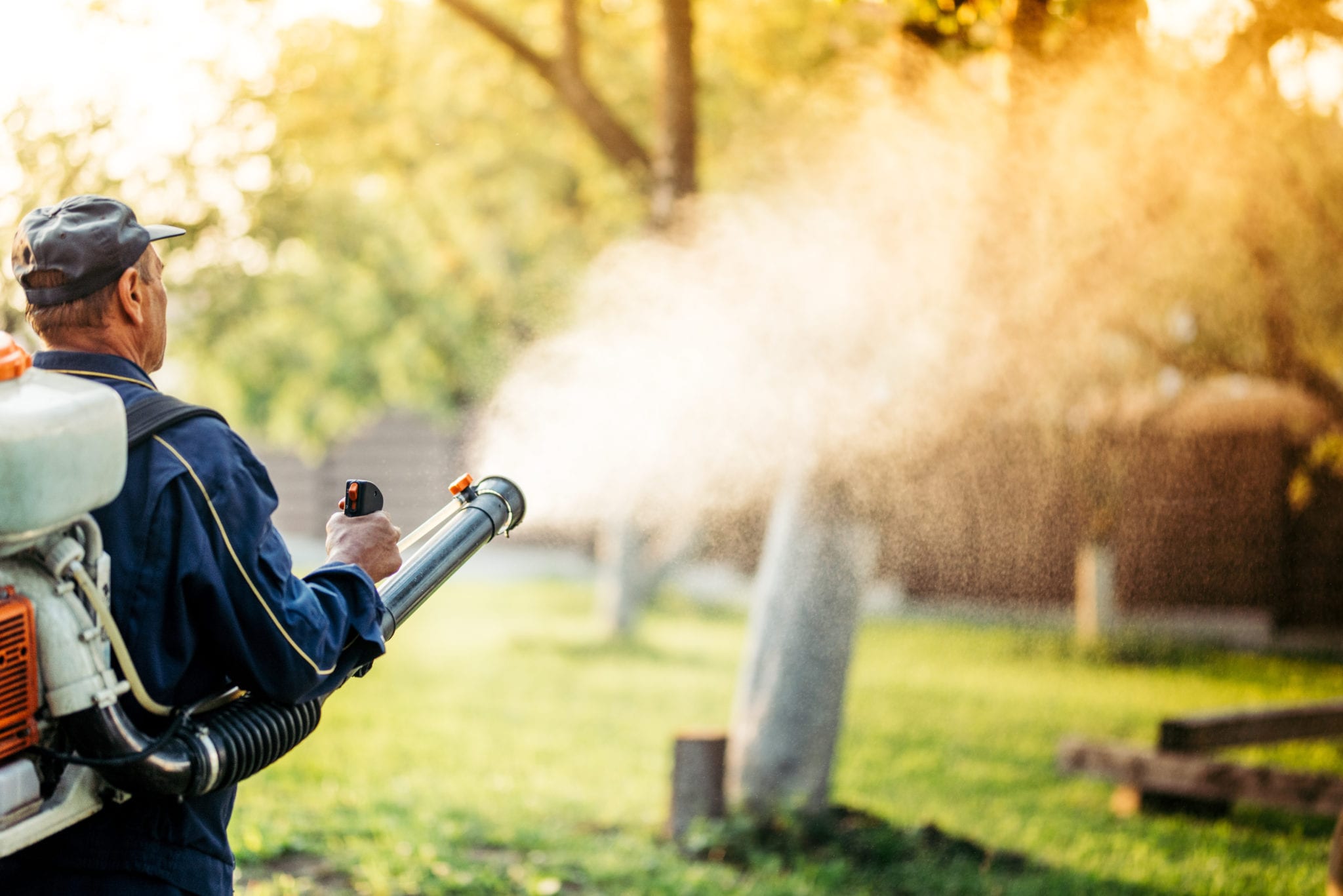 Kammerjäger in der Nähe: Professionelle Schädlingsbekämpfung für Haus und Garten